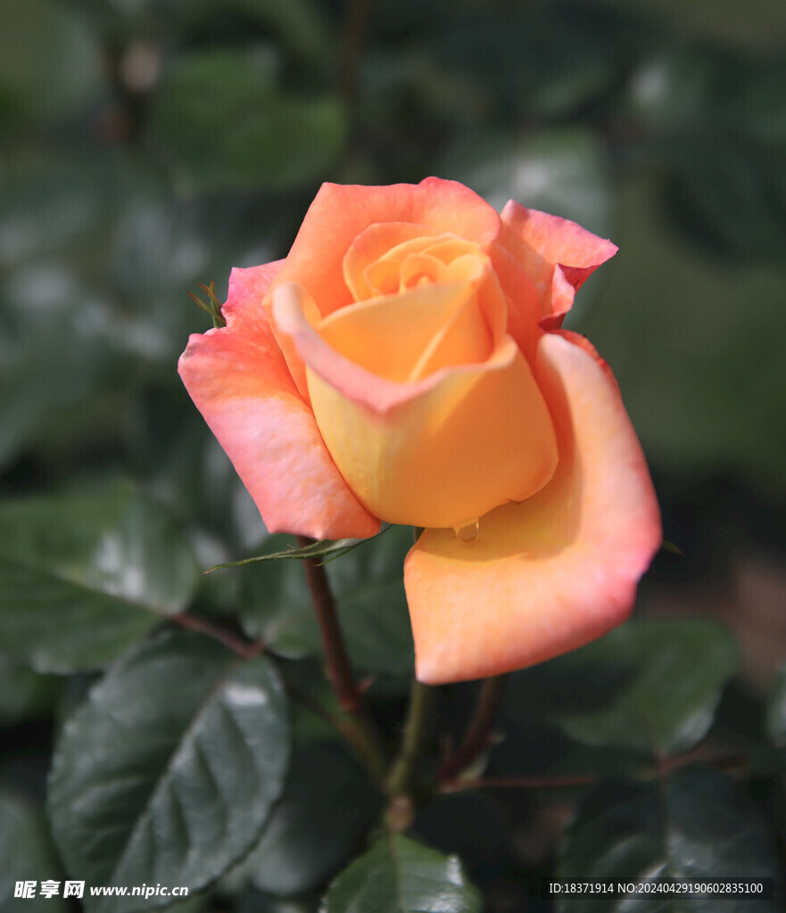 月季花