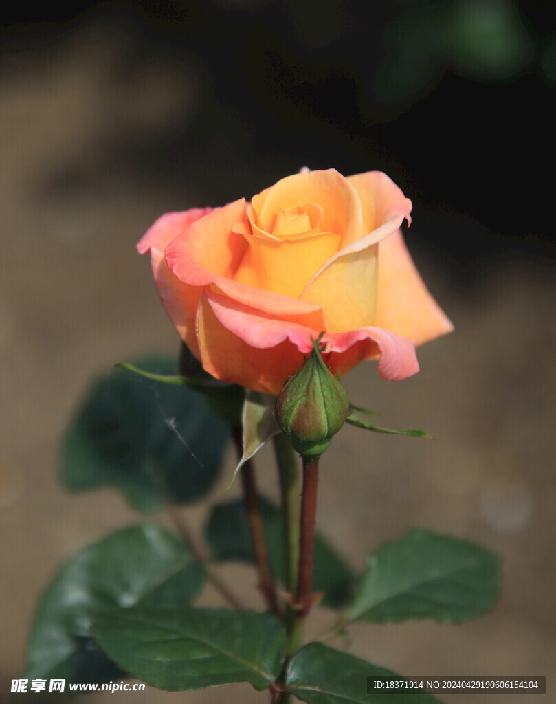 月季花
