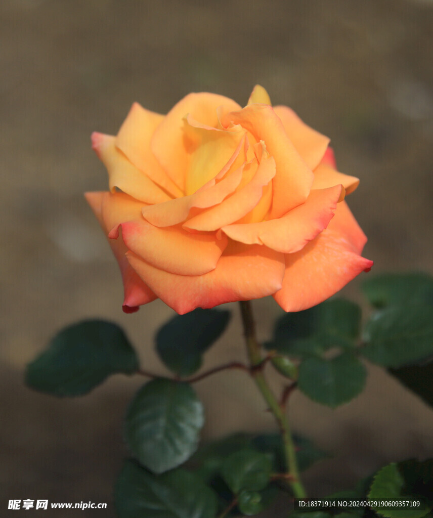 月季花