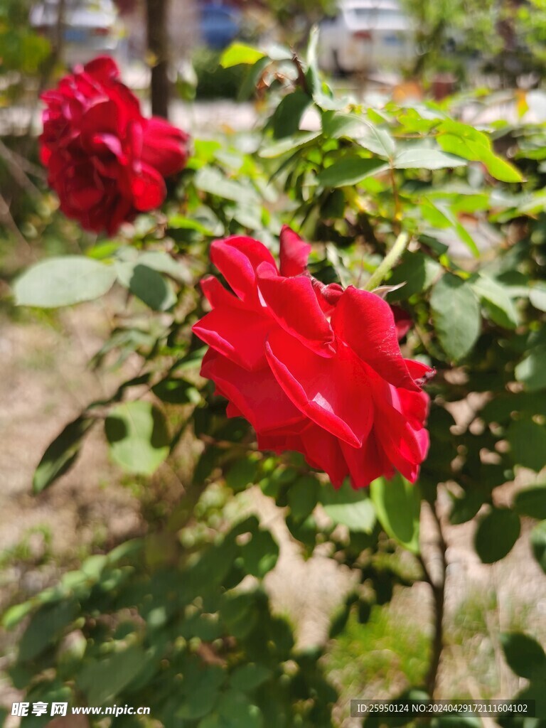 红玫瑰