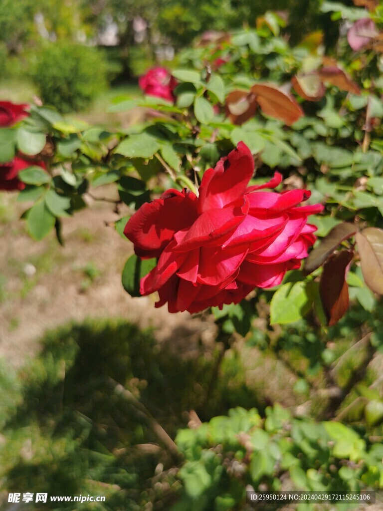 红玫瑰