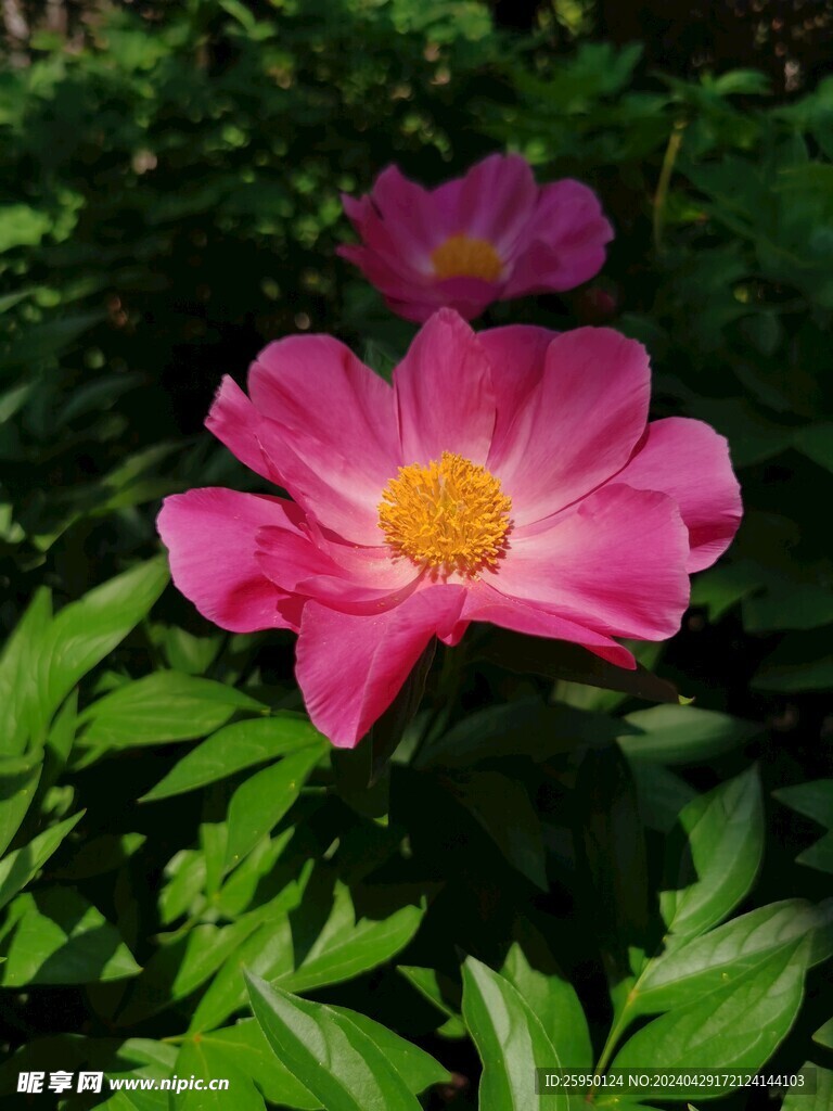 芍药
