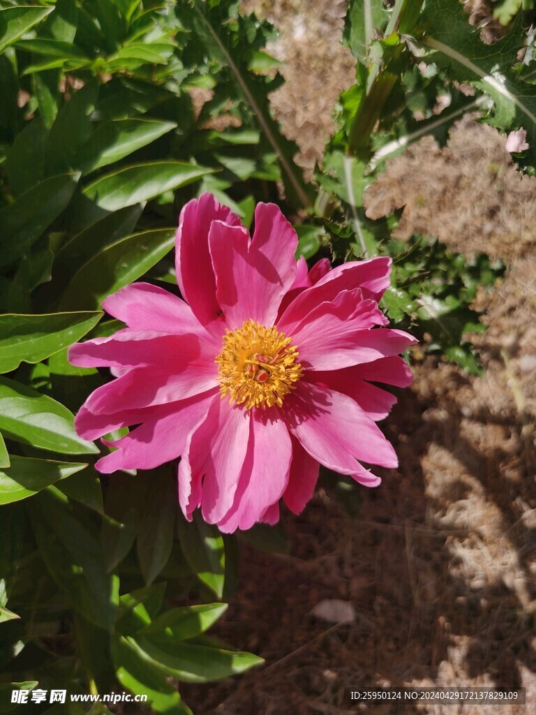 芍药