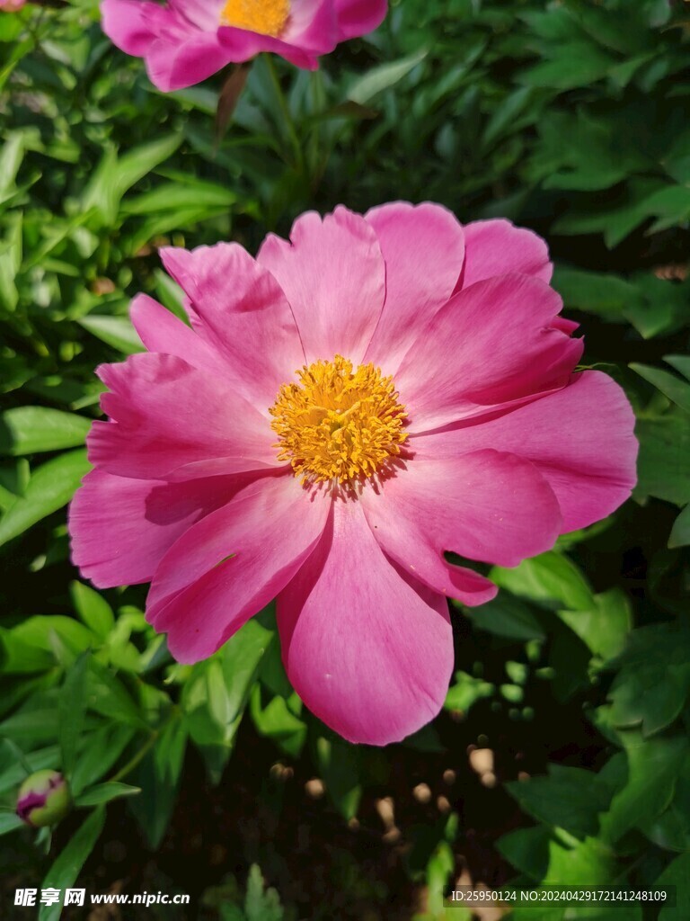 芍药