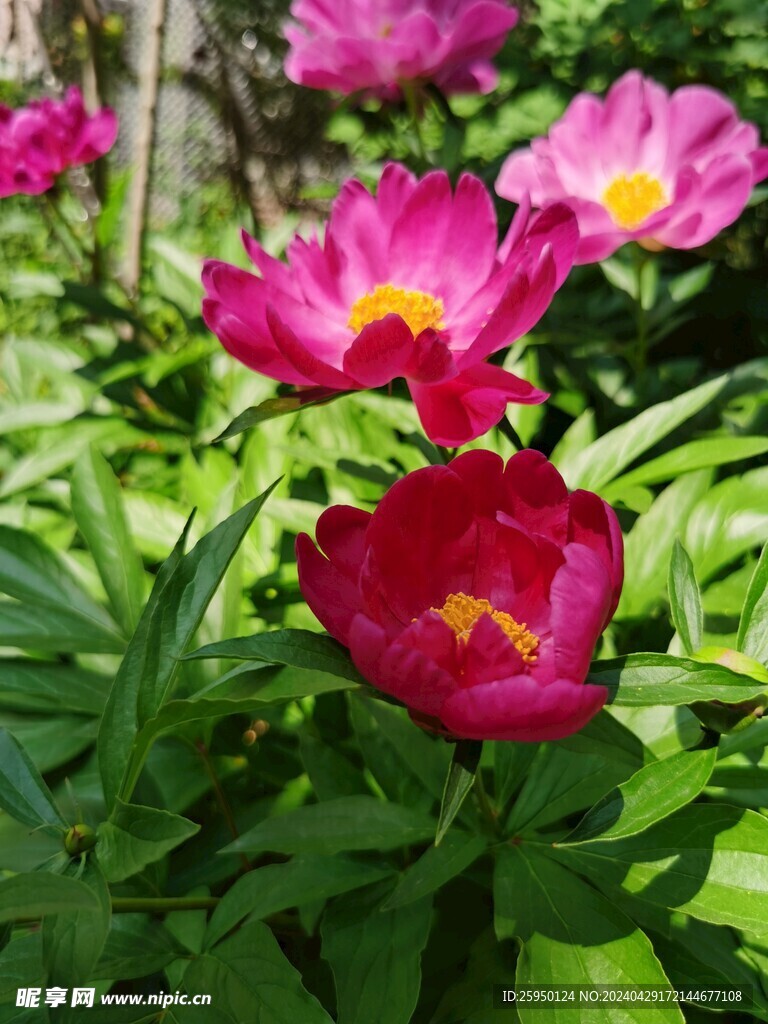 芍药