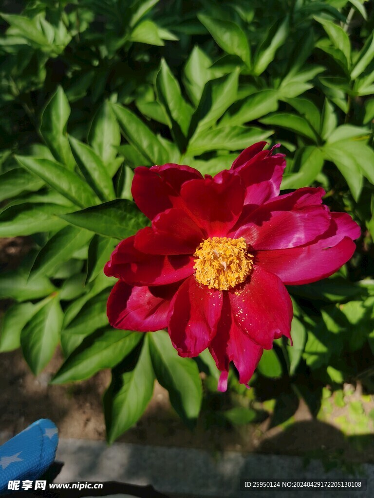 芍药