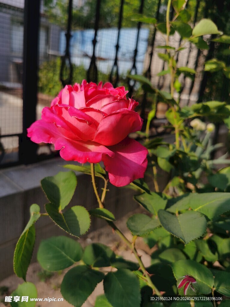 红玫瑰