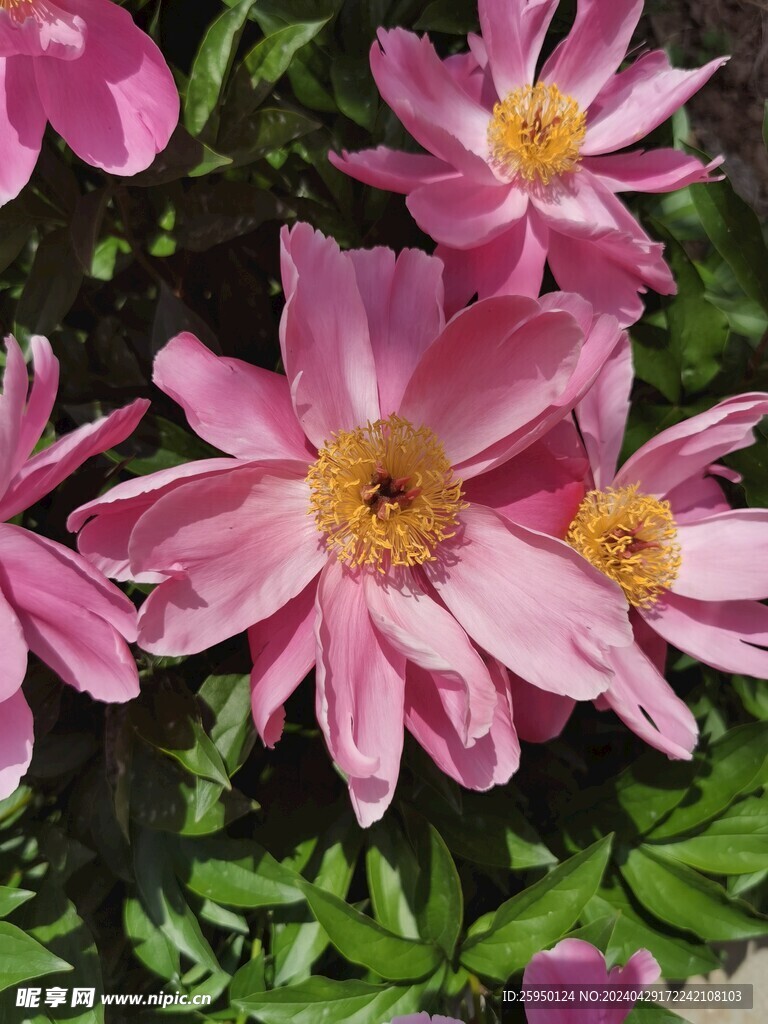 芍药