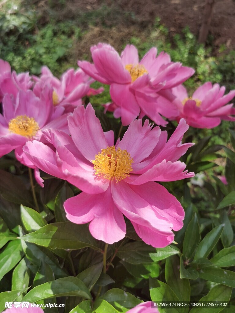 芍药