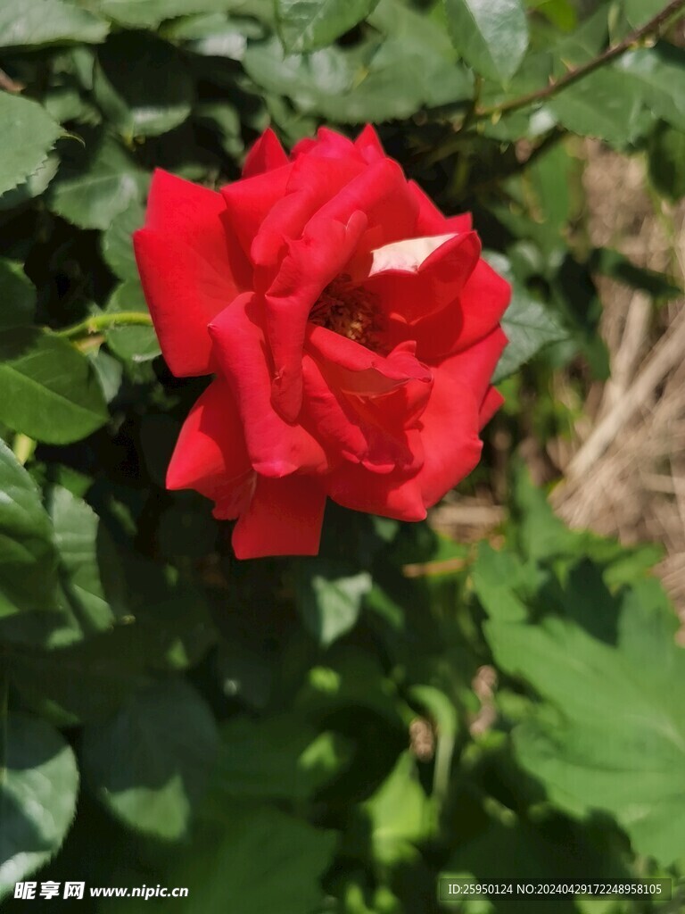 红玫瑰