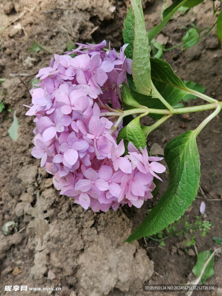 绣球花