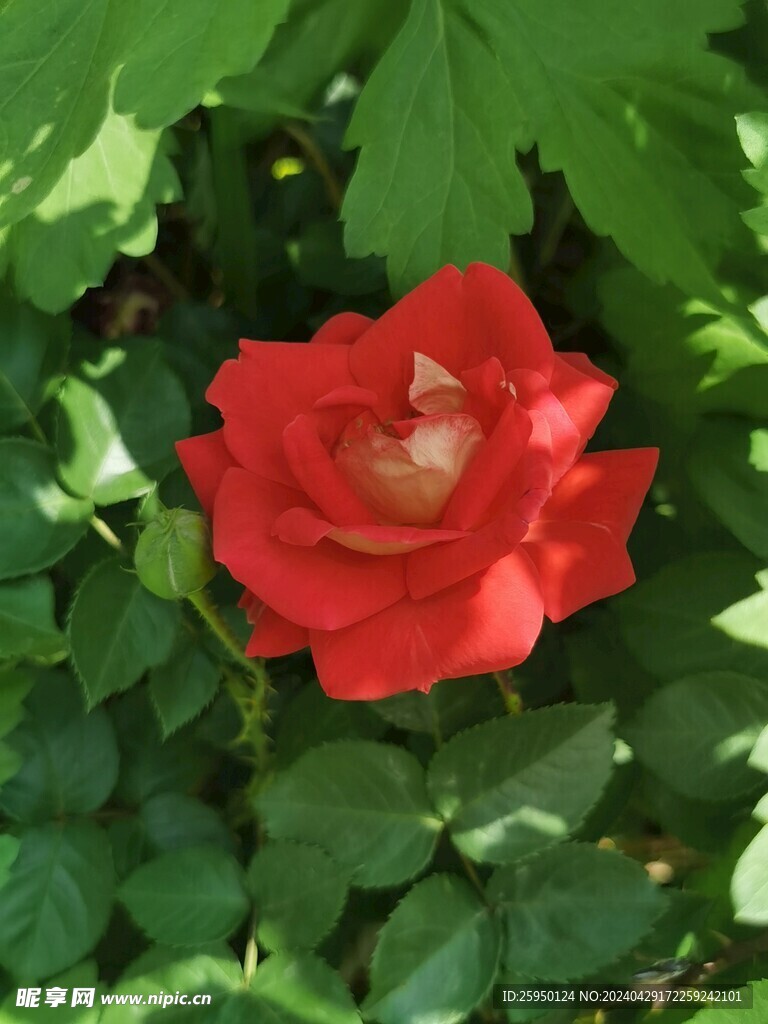 红玫瑰