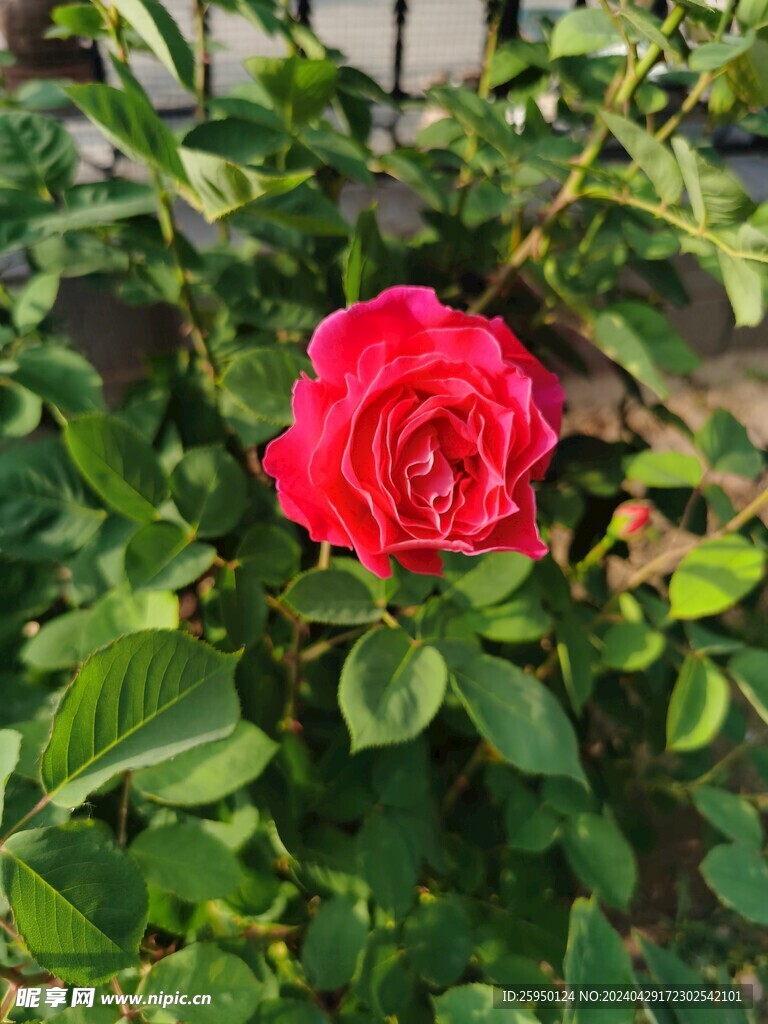 红玫瑰