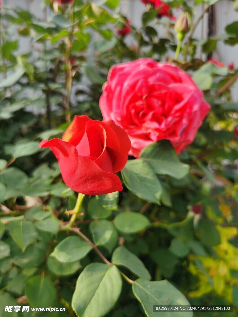 红玫瑰