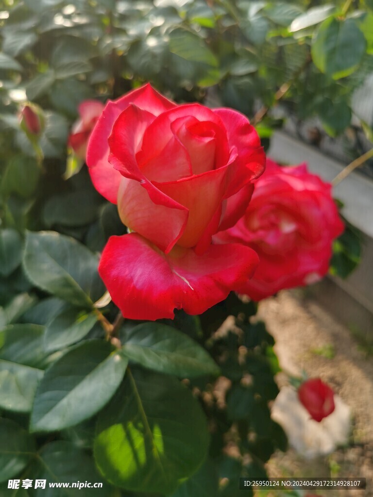 红玫瑰