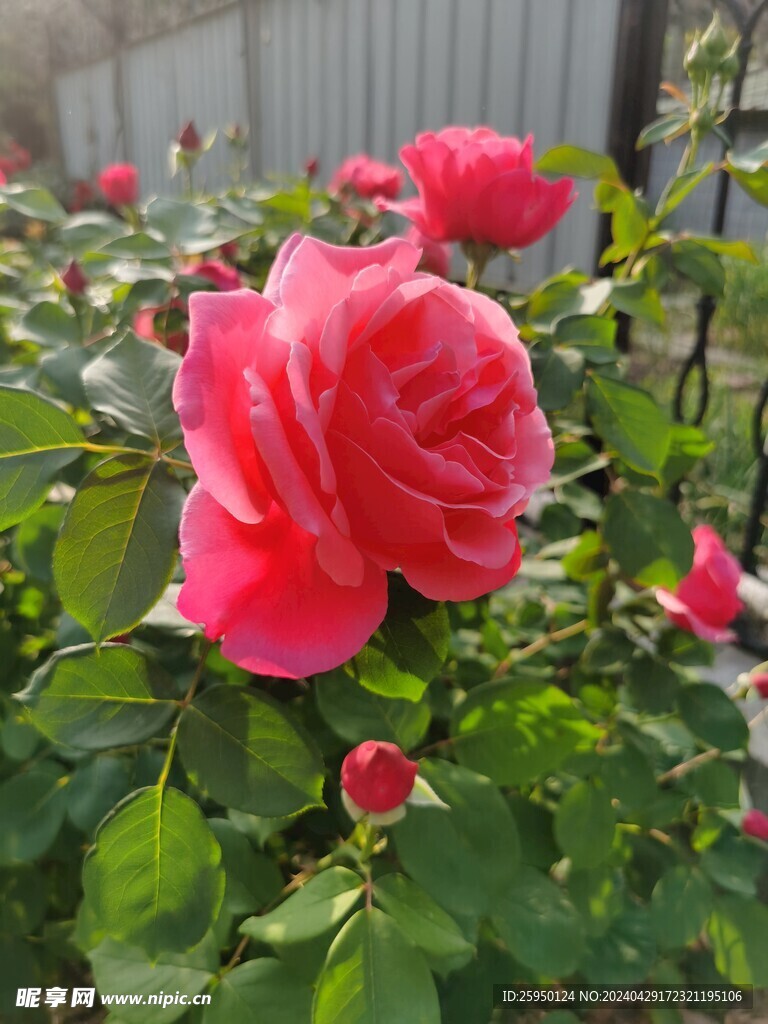 红玫瑰