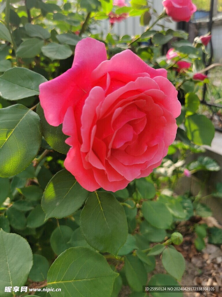 红玫瑰