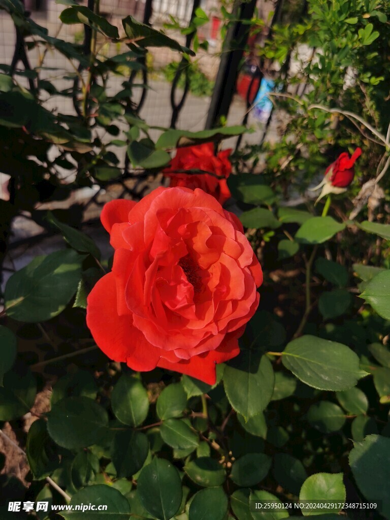 红玫瑰