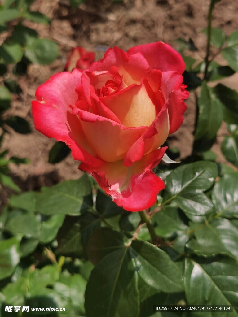 红玫瑰