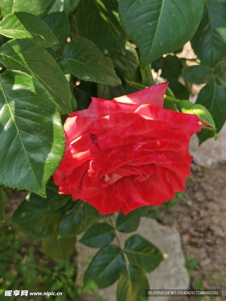 红玫瑰