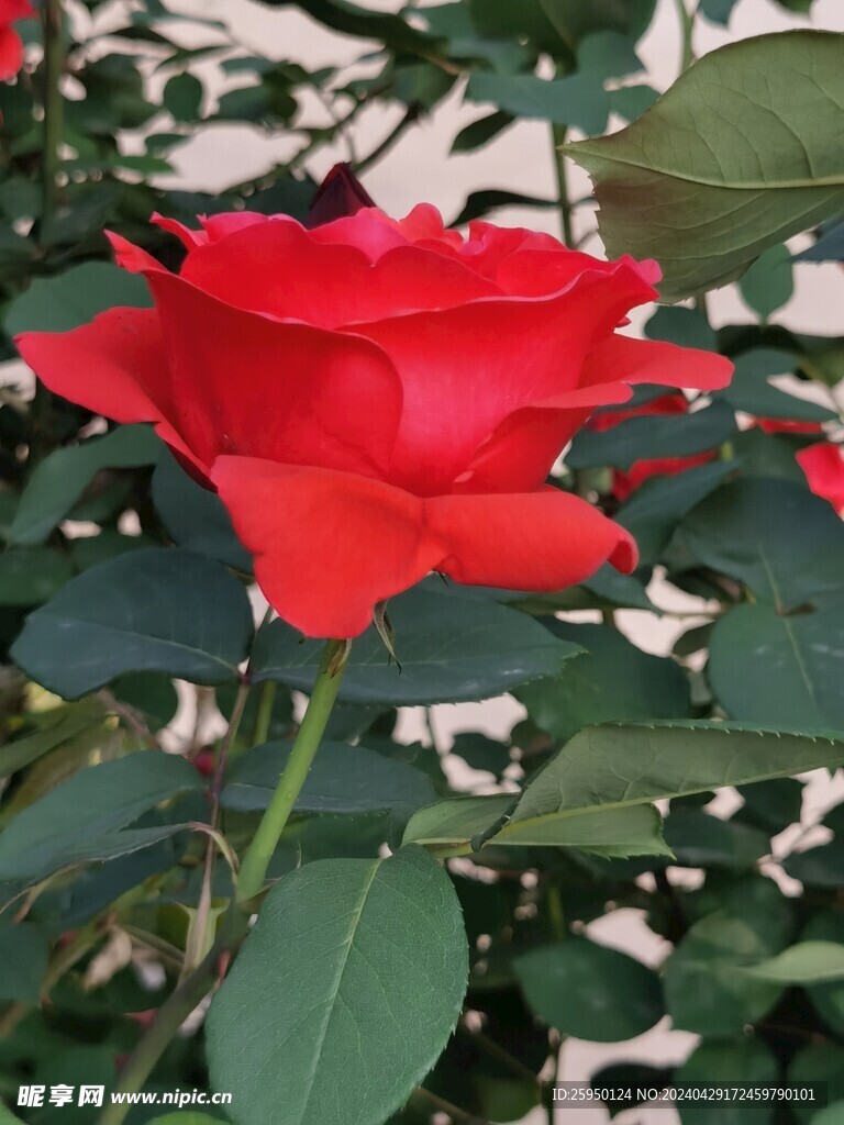 红玫瑰