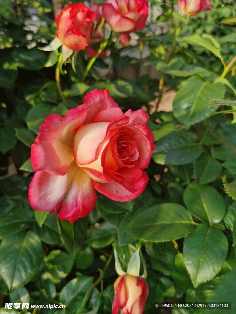 红玫瑰