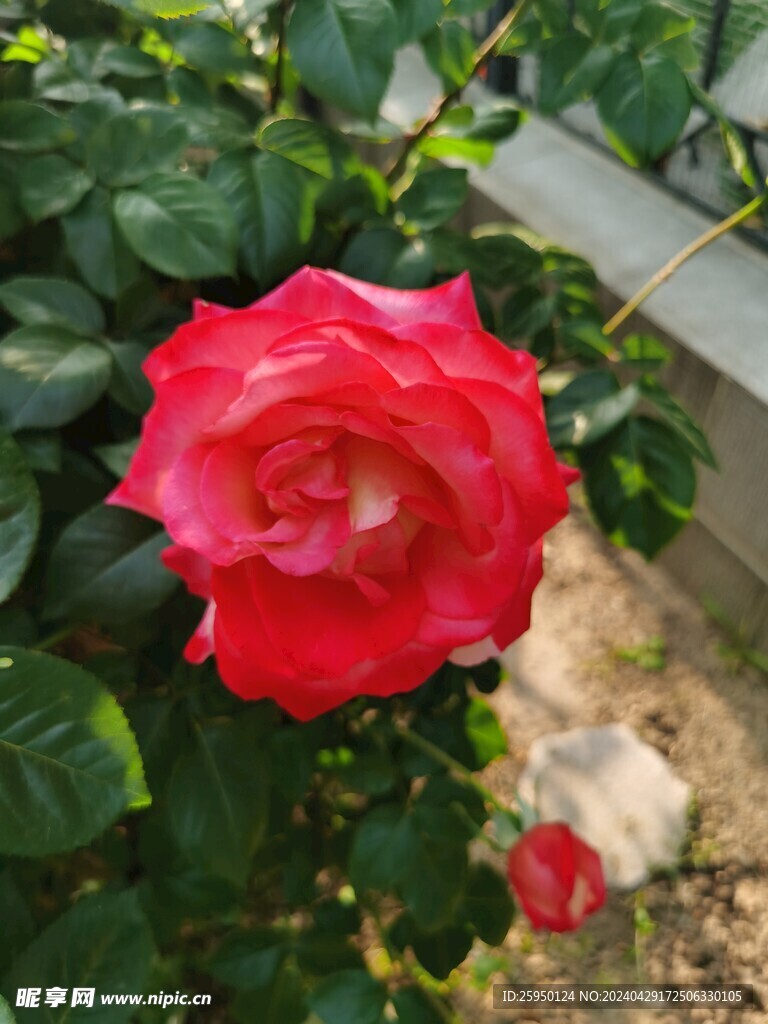 红玫瑰