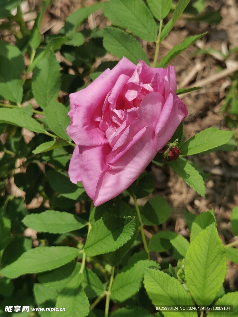 红玫瑰