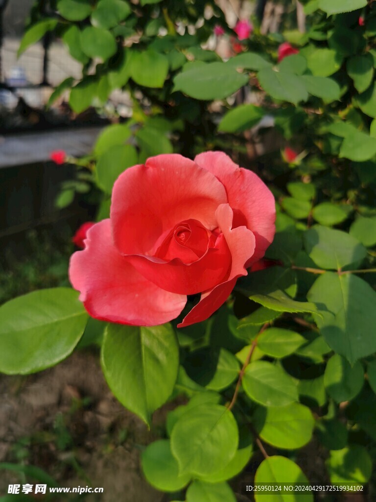 红玫瑰