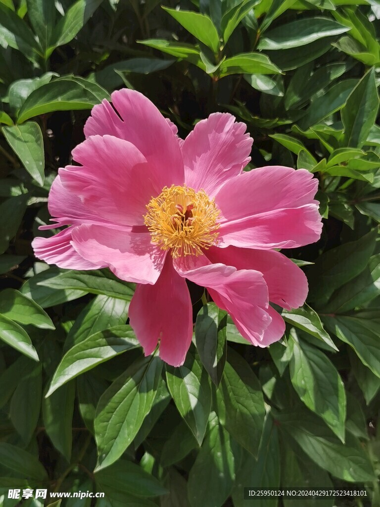 芍药