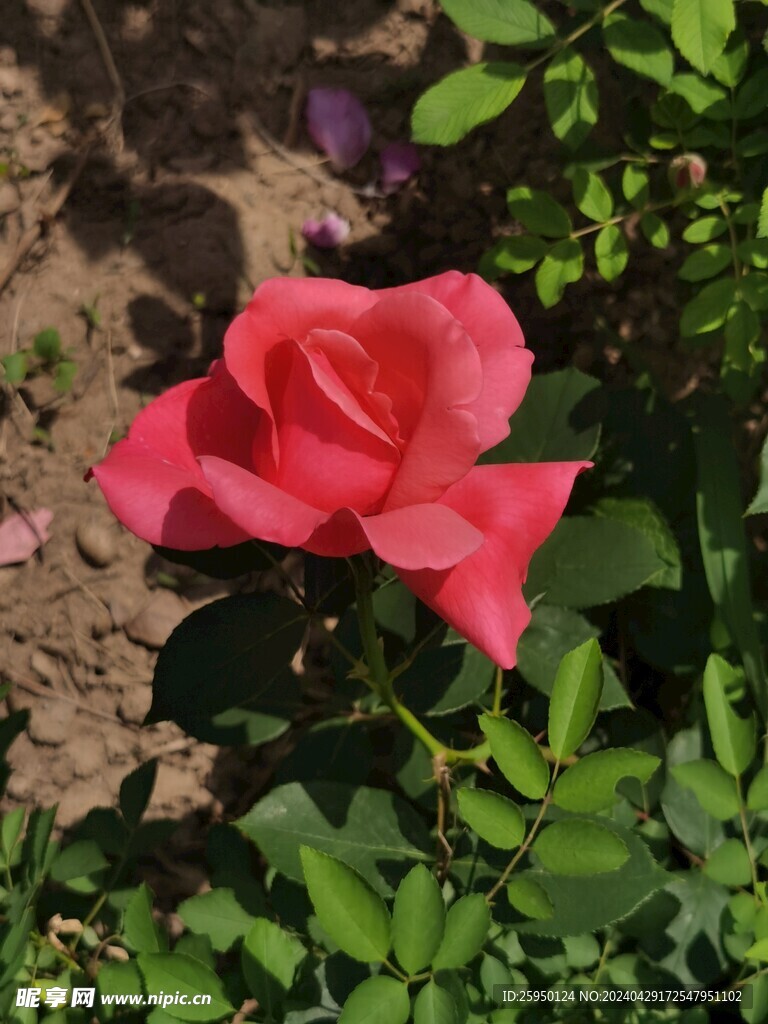 红玫瑰