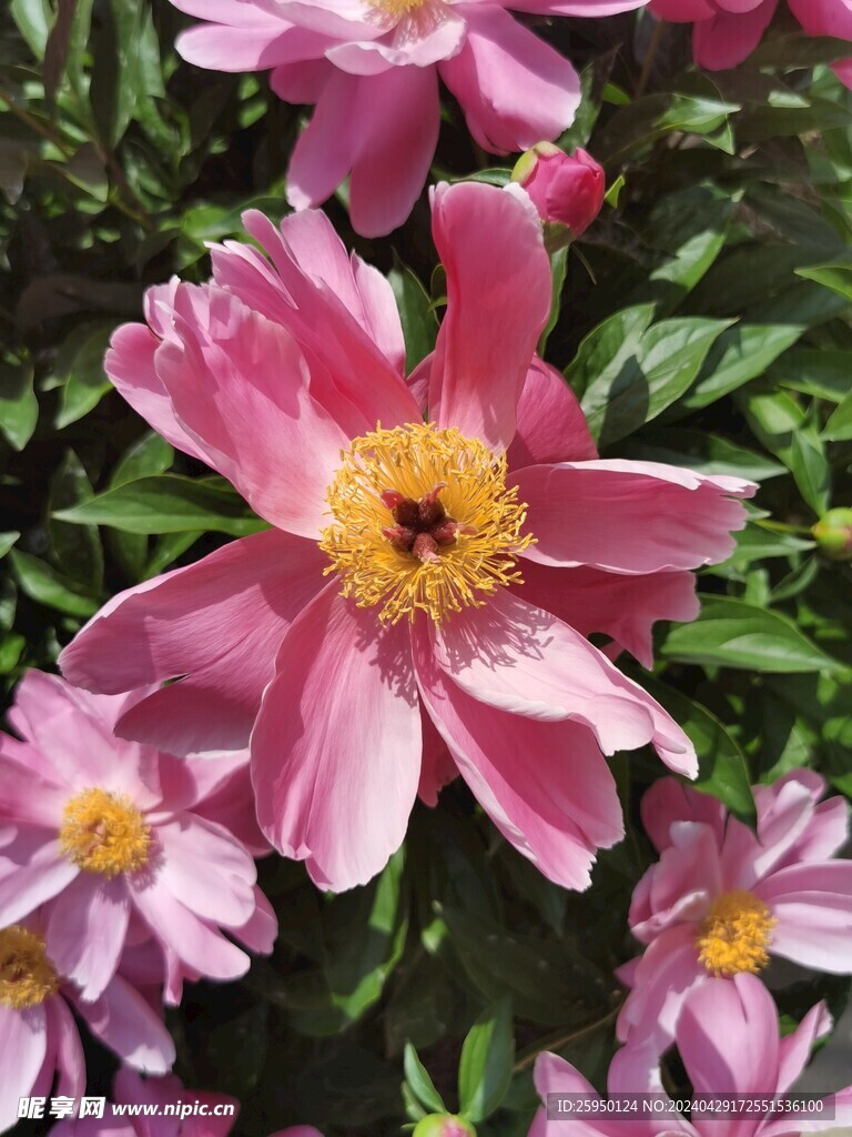 芍药