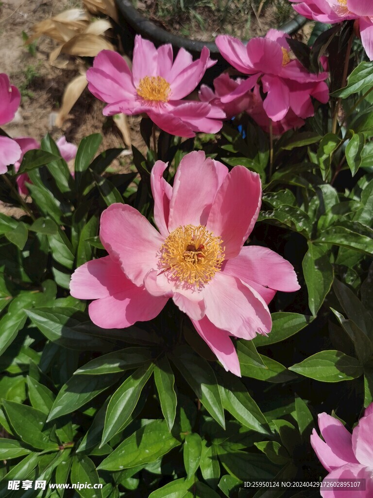 芍药