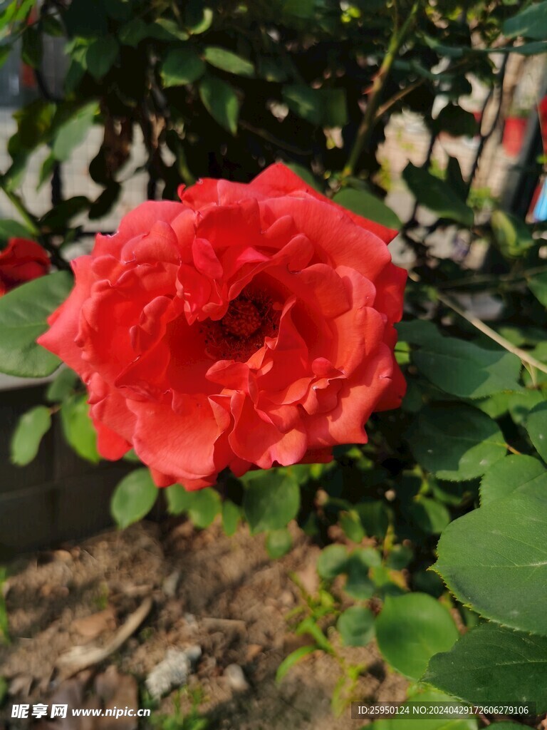 红玫瑰