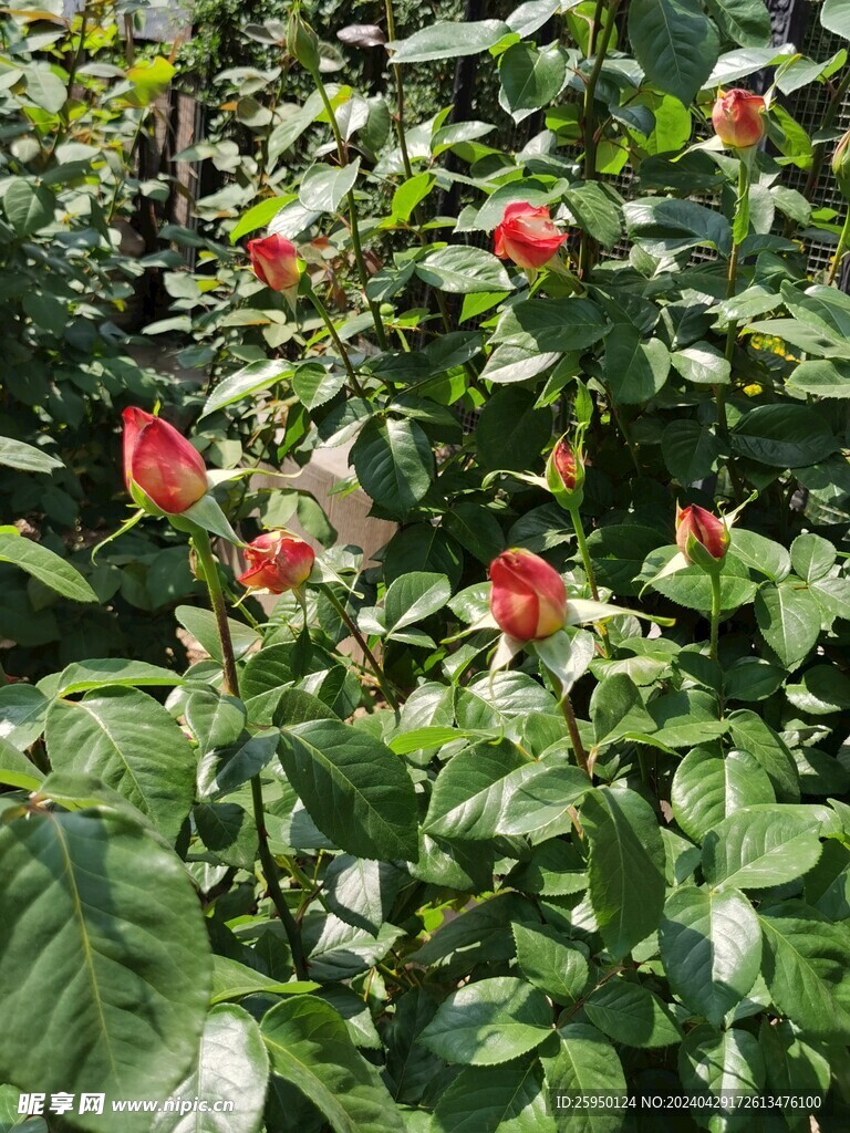红玫瑰