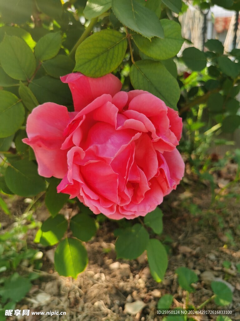 红玫瑰