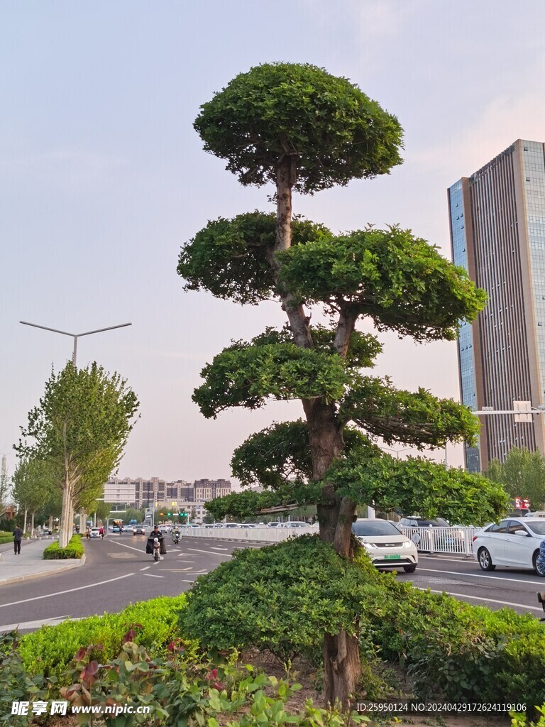 湖北梣
