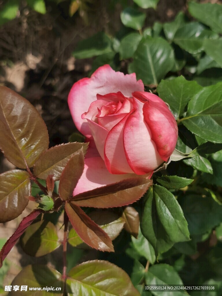 红玫瑰