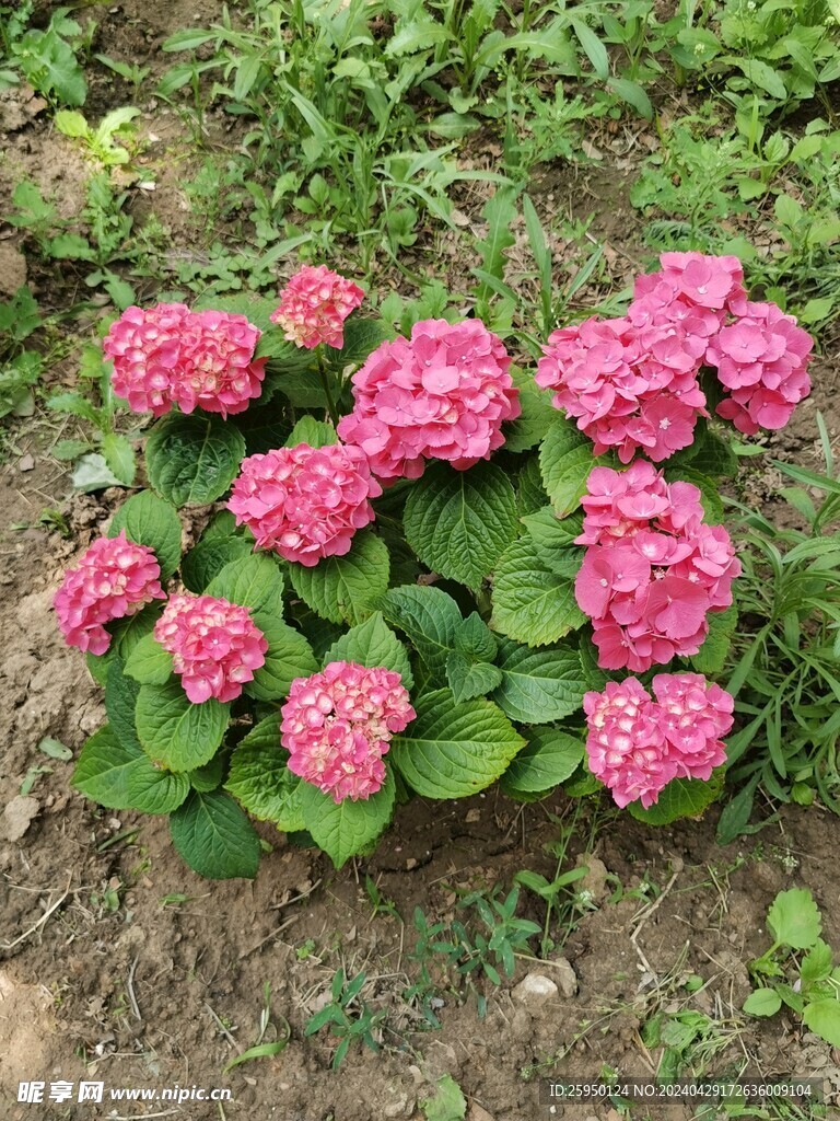 绣球花