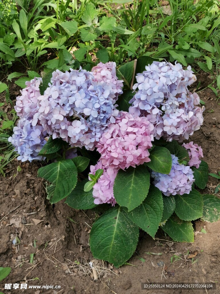 绣球花