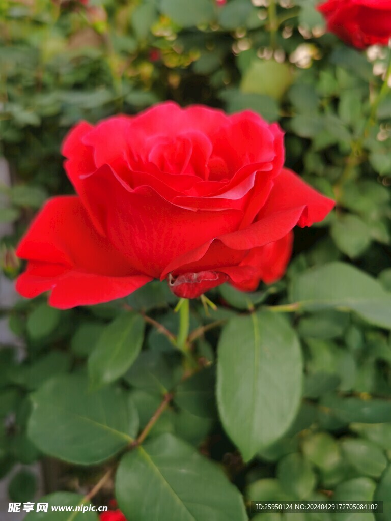 红玫瑰