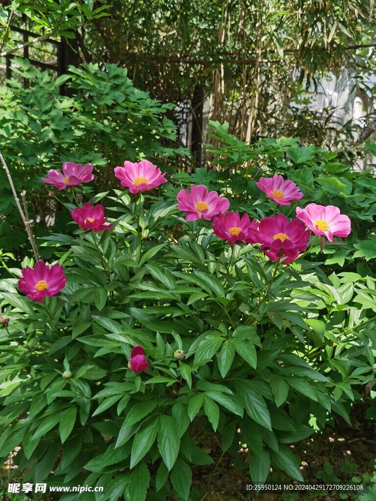 芍药