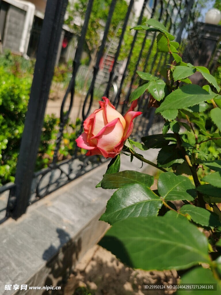红玫瑰