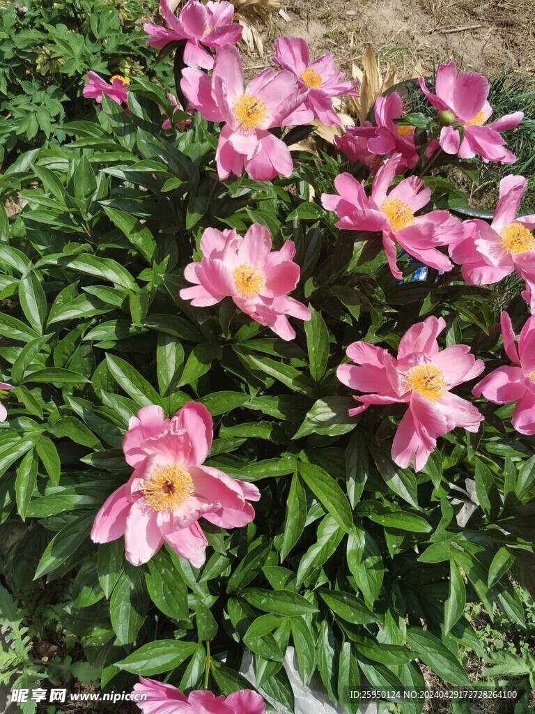 芍药