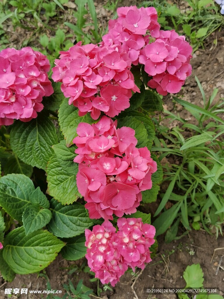 绣球花
