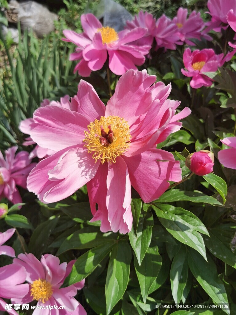 芍药