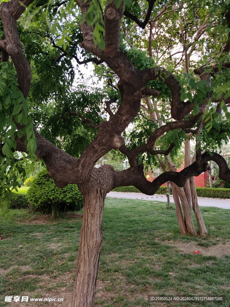 龙爪槐