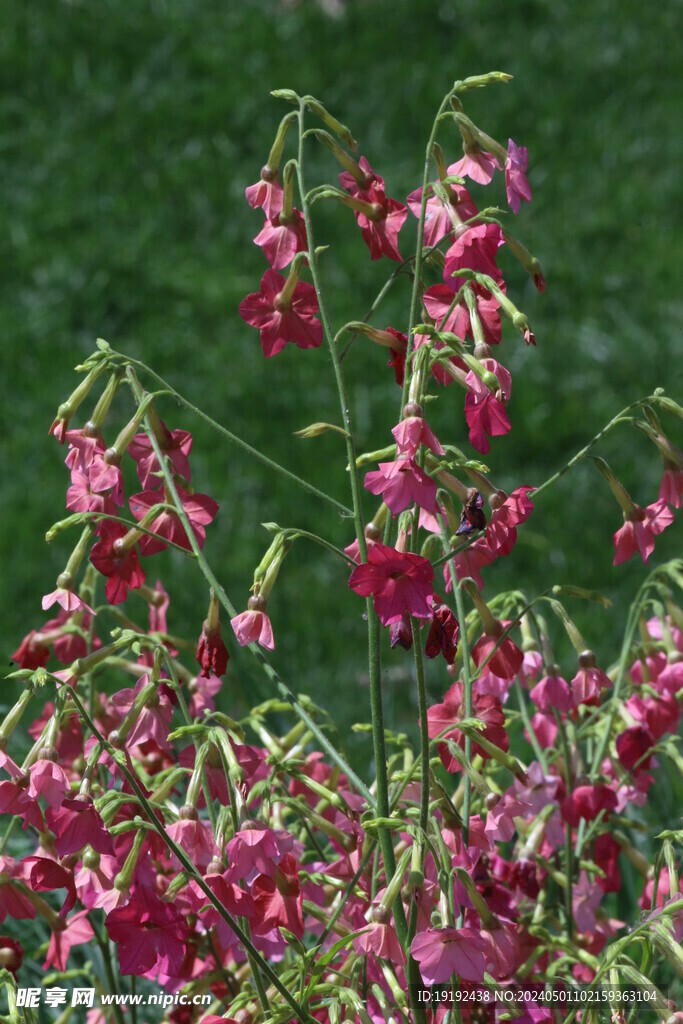 花烟草