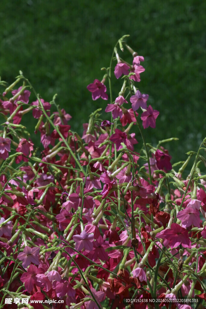 花烟草  