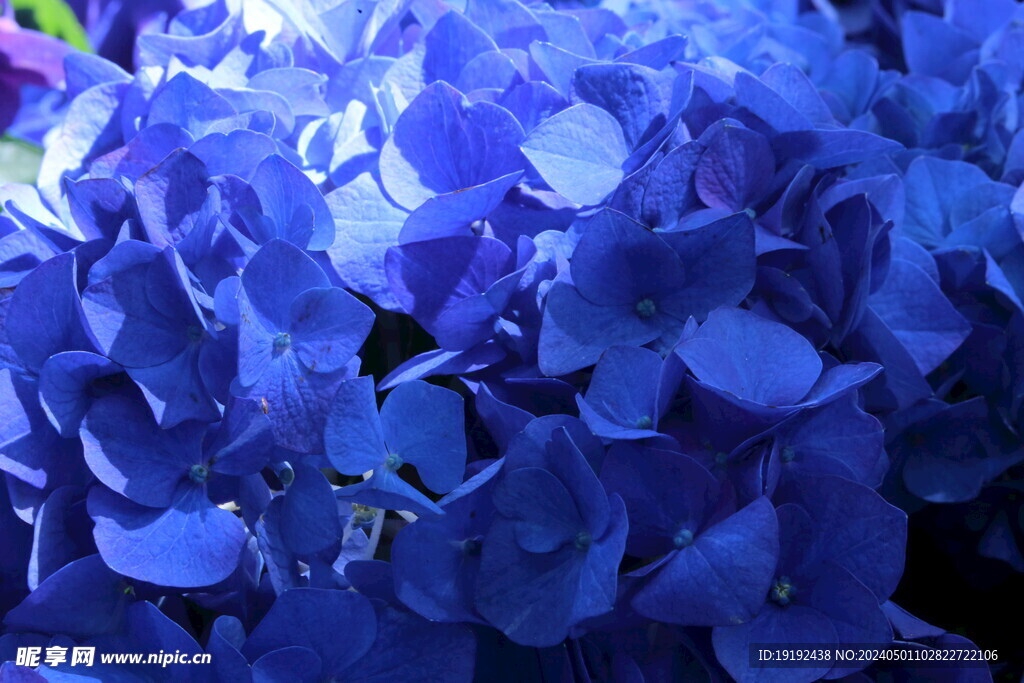 绣球花 